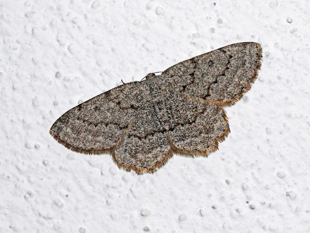 Geometridae ID